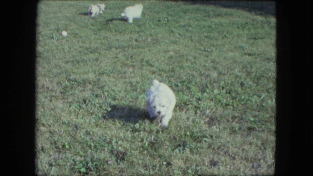 A white puppy runs toward the camera across a grassy yard.
