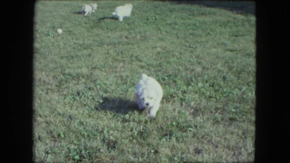 A small white puppy runs toward the camera across a lawn while other puppies remain farther back in the yard.