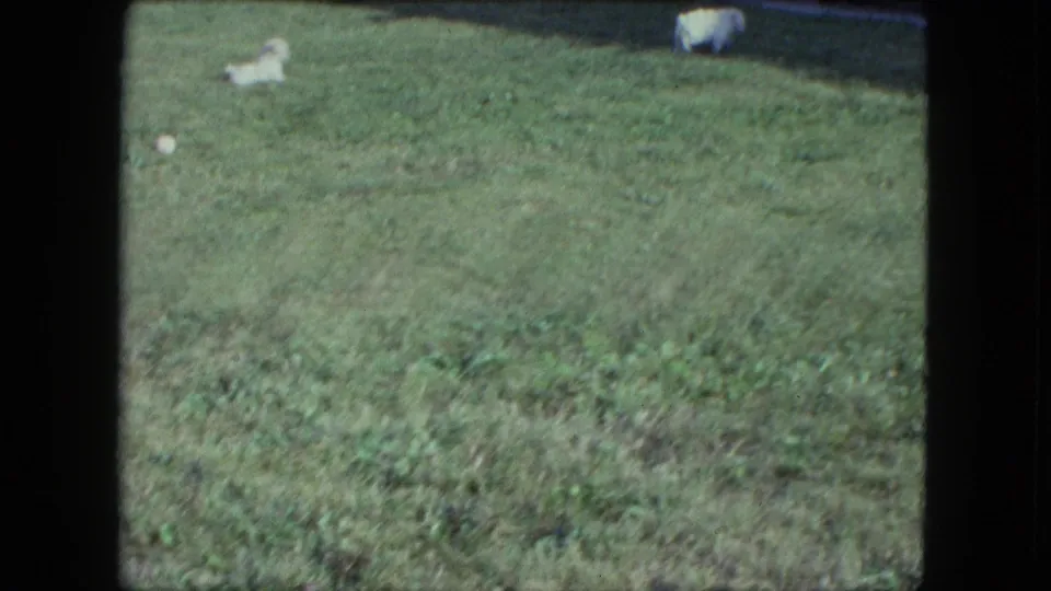 White puppies move across a broad grassy backyard, with one near the foreground and others small in the distance.