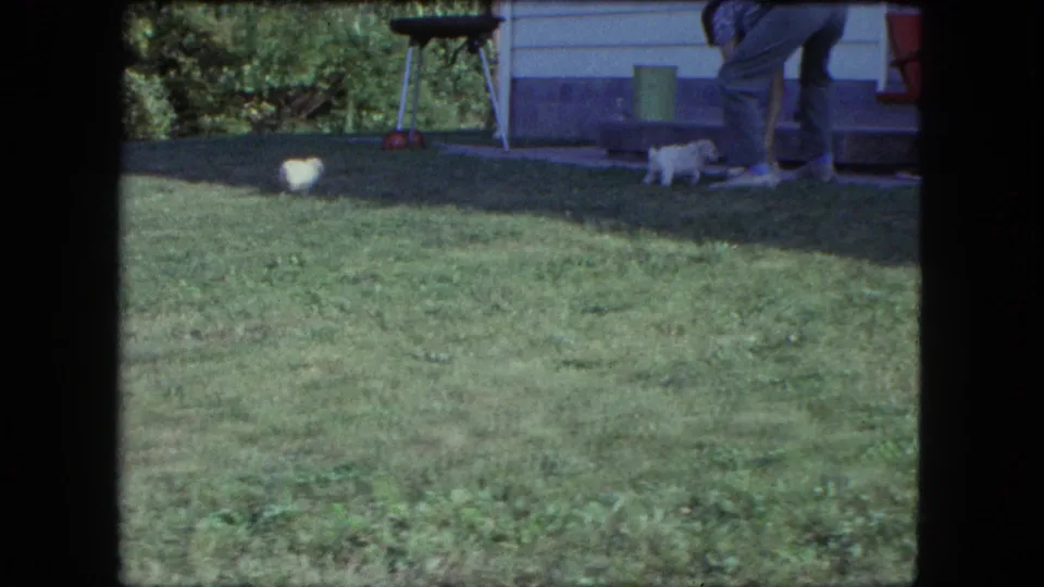 Two white puppies cross the backyard near a house patio, a charcoal grill, and the lower body of an adult.