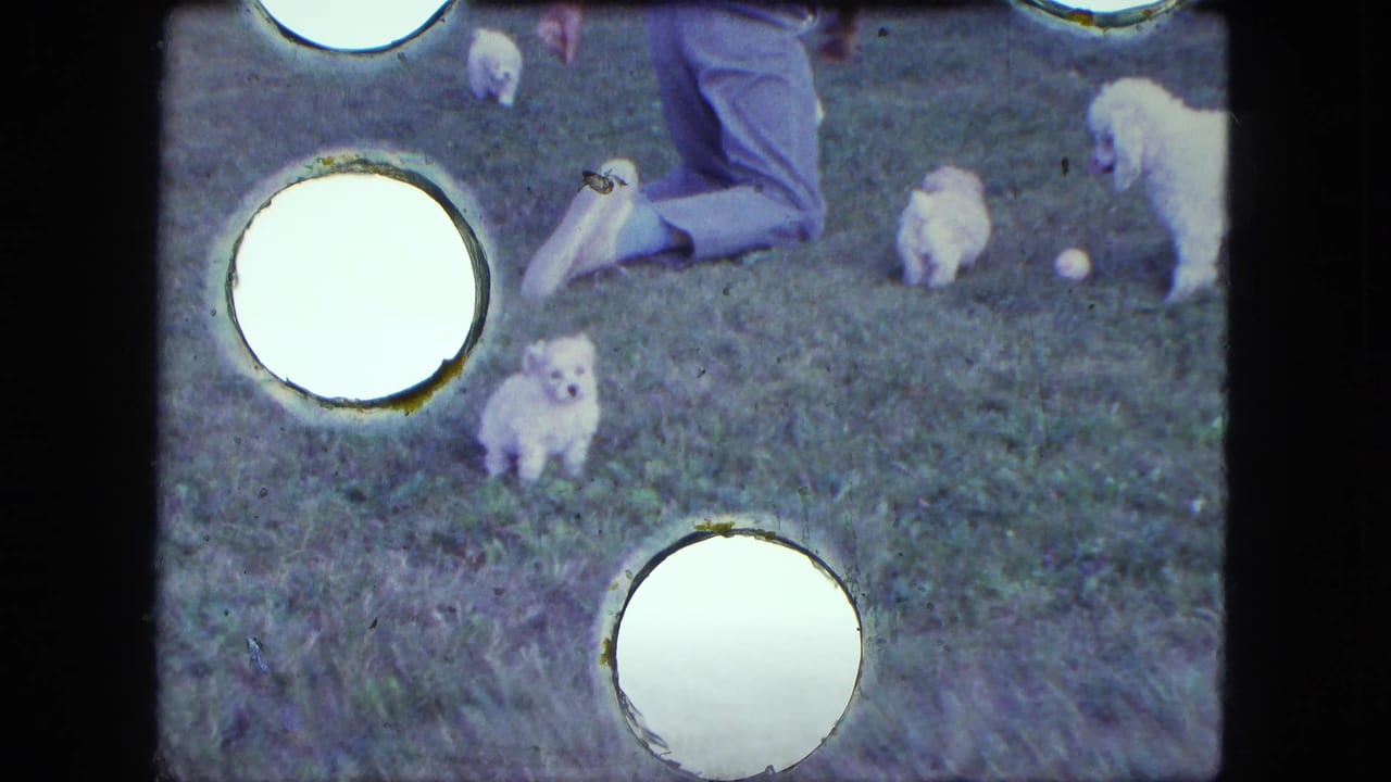 Several small white puppies on grass near an adult kneeling in the yard.