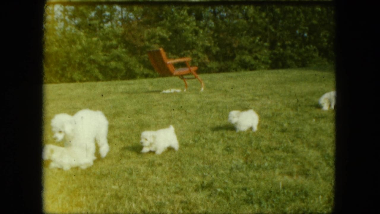 1963 Saint Paul home-movie frame of small white puppies spread across a green yard with a red-brown chair near trees.