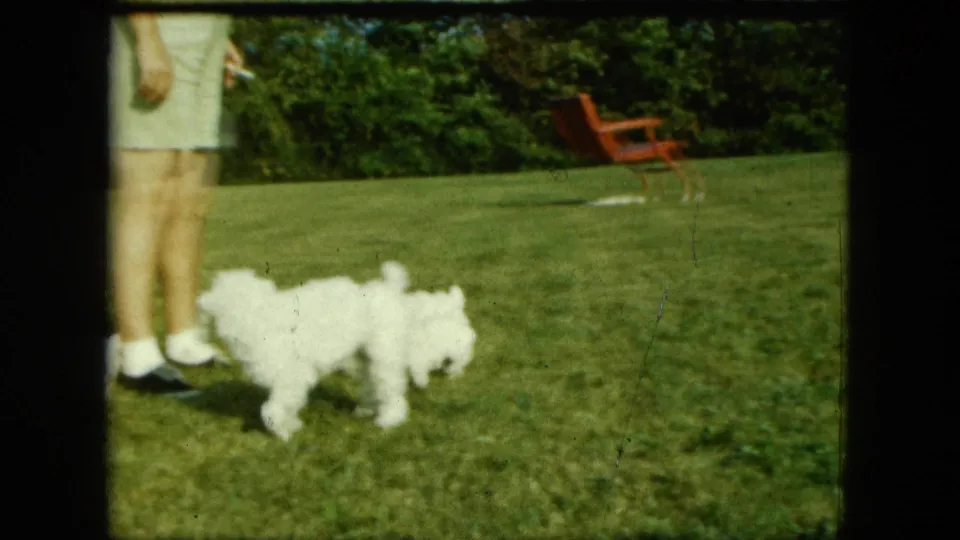 1963 Saint Paul 8mm still showing two small white puppies beside an adult standing on a lawn with trees behind.