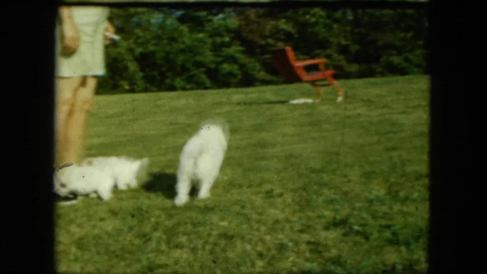 1963 Saint Paul home-movie frame with two white puppies near an adult on a lawn and a red-brown chair behind them.