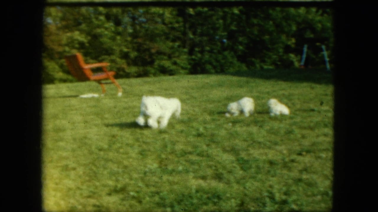 In a 1963 Saint Paul home-movie frame, a white mother dog and three puppies move across a sunlit backyard lawn near a red outdoor chair.