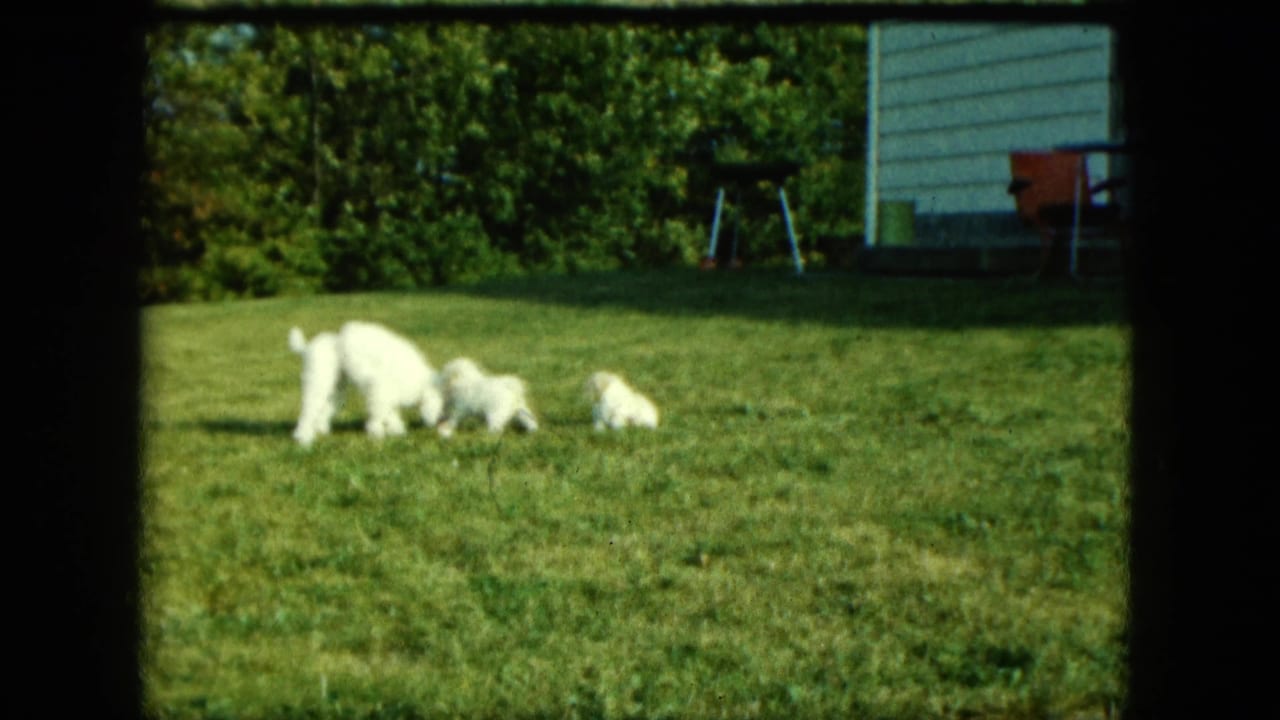 The white dog and puppies cluster low to the grass in a Saint Paul backyard, with light house siding and play equipment visible behind them.