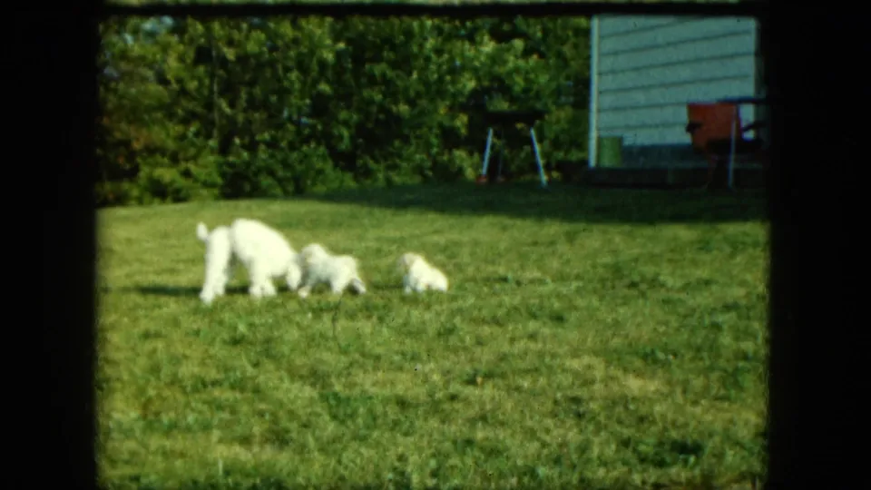 The white dog and puppies cluster low to the grass in a Saint Paul backyard, with light house siding and play equipment visible behind them.