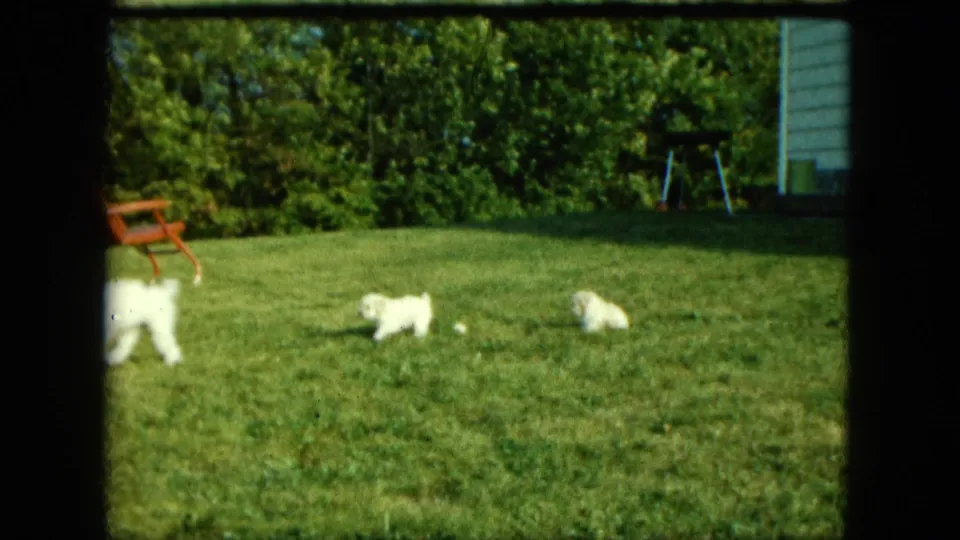 Several white puppies are scattered across the grass while the adult dog exits at the left edge, with trees and a red lawn chair in the background.