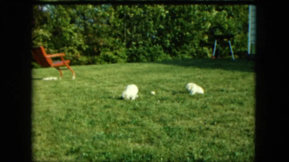 Near the end of the clip, two white puppies are visible on the Saint Paul lawn with a red chair, trees, and yard equipment in the background.