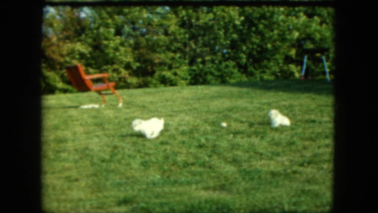 Small white puppies playing on a green backyard lawn near a red outdoor chair.
