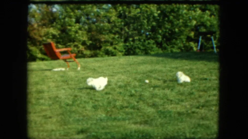 1963 Saint Paul home-movie frame with small white puppies scattered across a backyard lawn near a red chair and hedge.