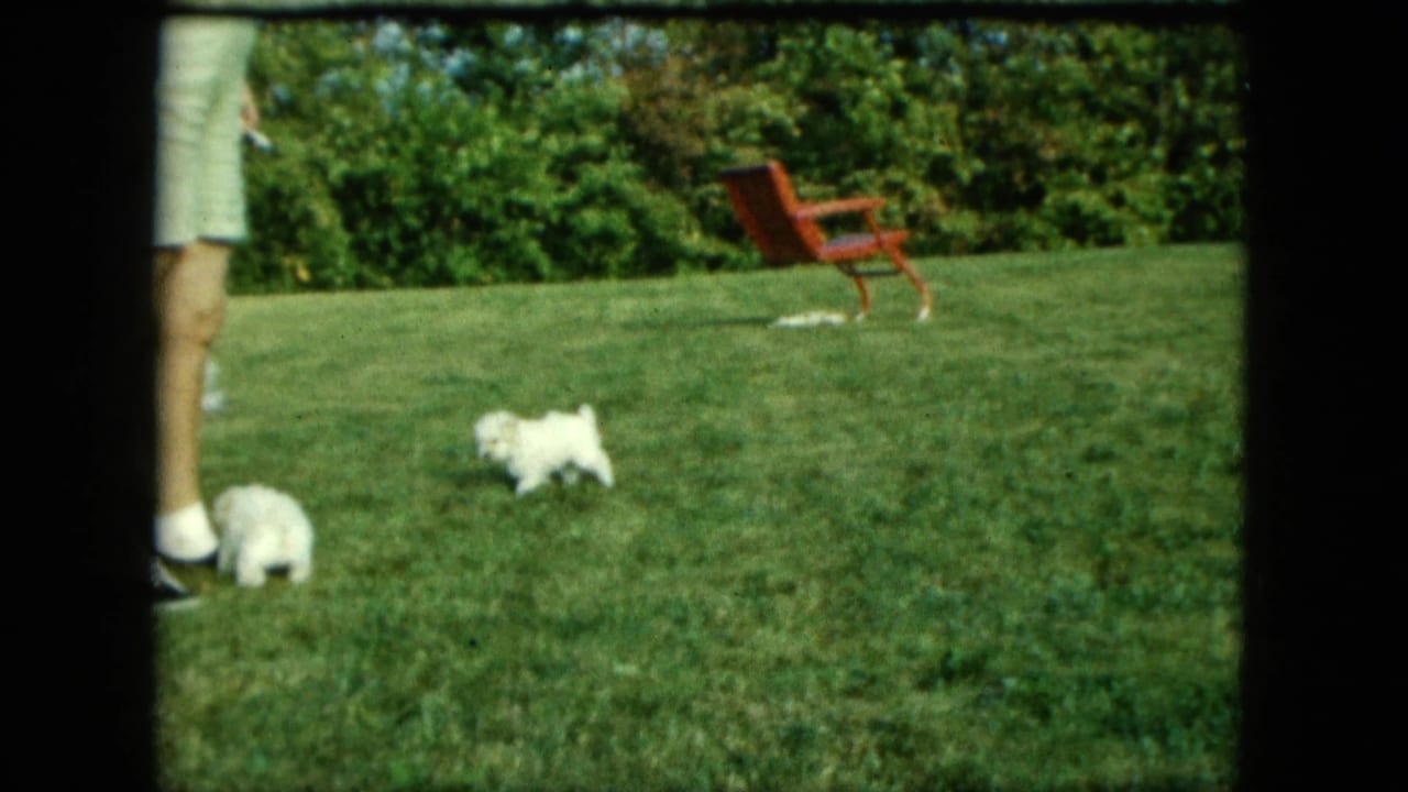 1963 Saint Paul backyard frame showing white puppies near an adult's legs, with a red chair and hedge behind them.