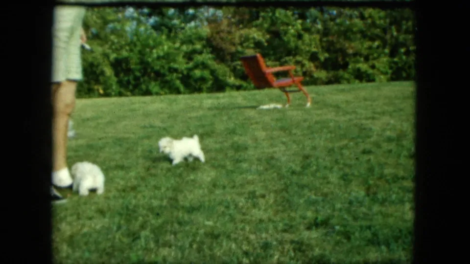 1963 Saint Paul backyard frame showing white puppies near an adult's legs, with a red chair and hedge behind them.