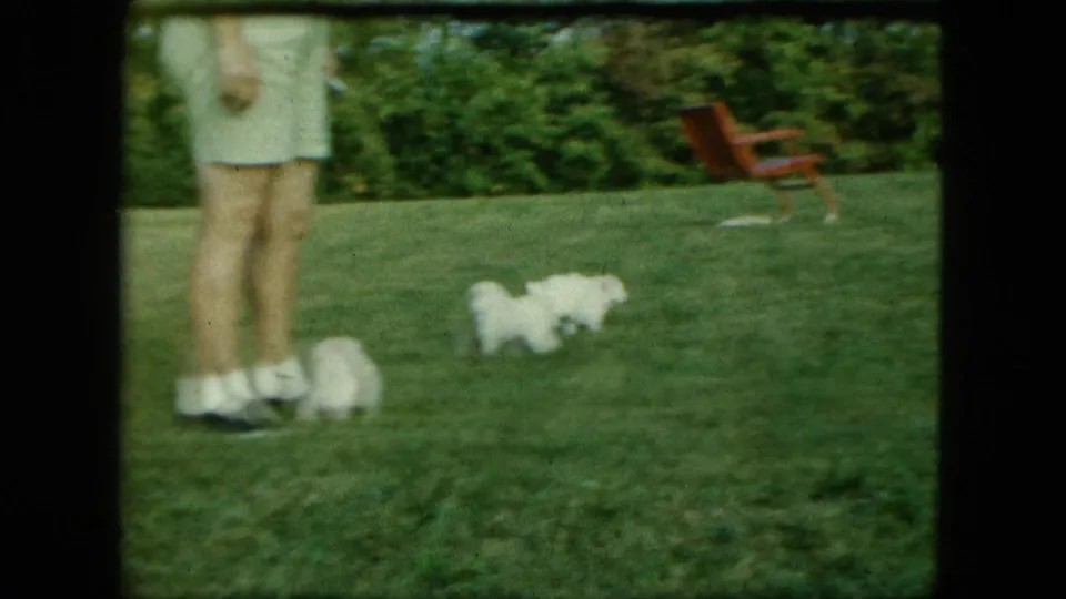1963 Saint Paul home-movie frame with an adult standing on the grass while white puppies move nearby.