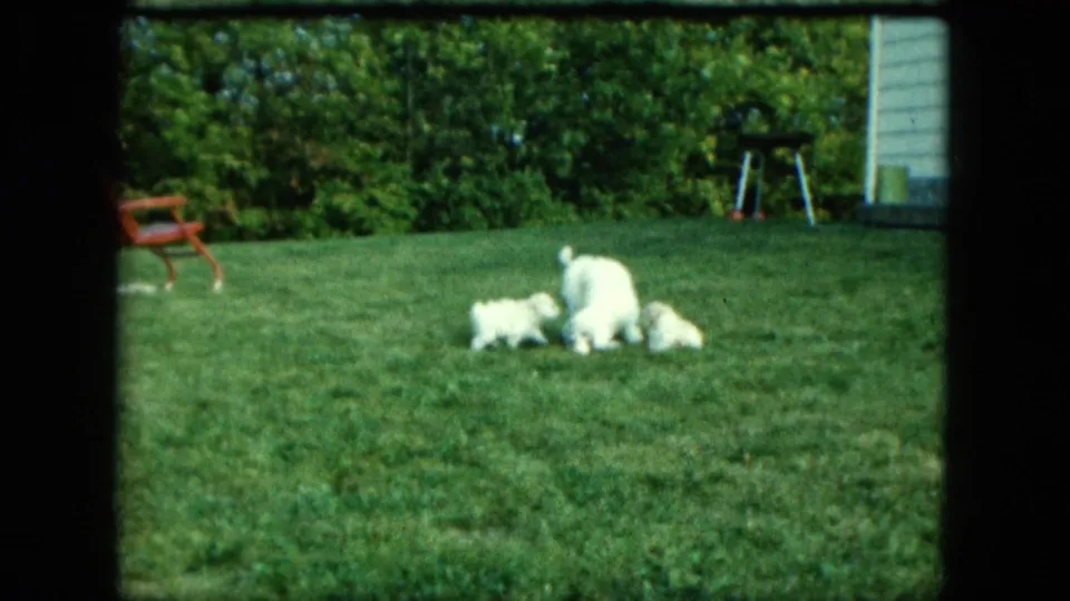 1963 Saint Paul backyard frame showing a larger white dog with puppies on the lawn near a hedge, grill, and house edge.