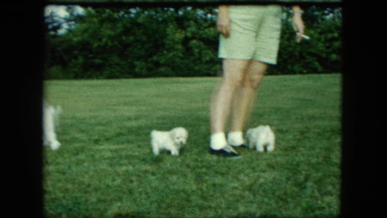 Two small white puppies on a green lawn near an adult’s legs.