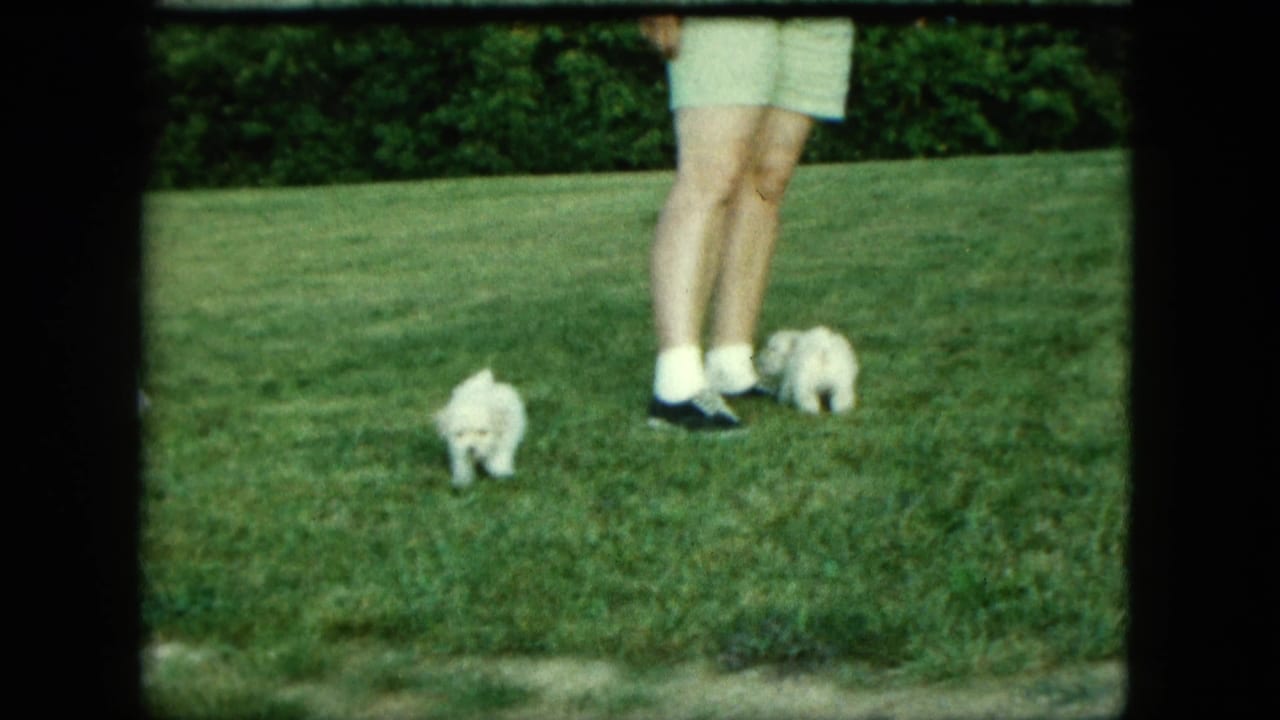 Two small white puppies moving apart on grass beside an adult’s feet.