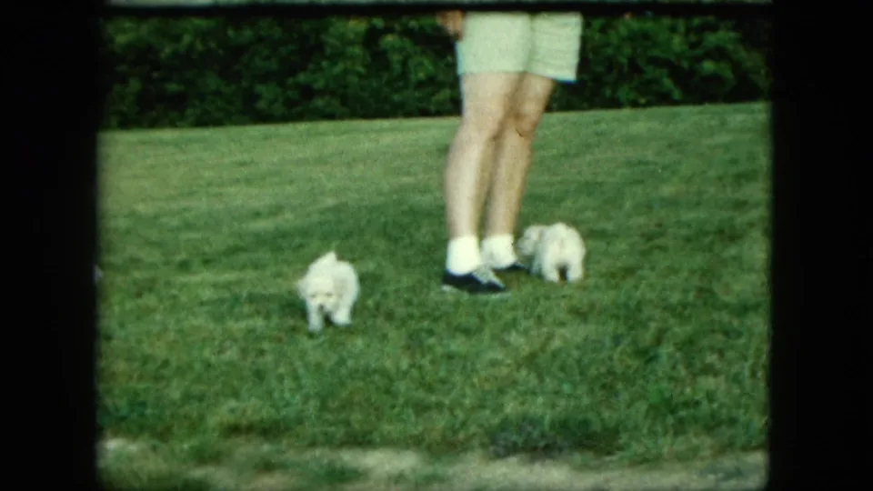 1963 Saint Paul frame showing two small white puppies on a bright lawn with a partially visible adult nearby.
