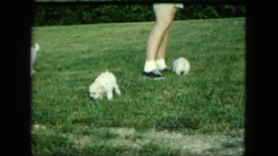 1963 Saint Paul home-movie frame with one puppy crossing the lawn and another beside a standing adult’s feet.