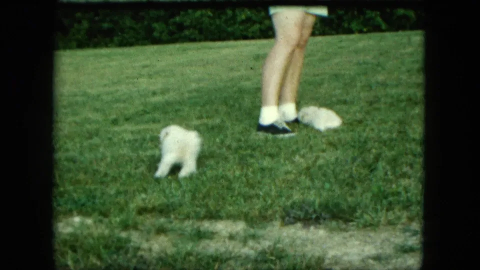 1963 Saint Paul frame with two small white puppies spaced across a green lawn near a partially visible adult.
