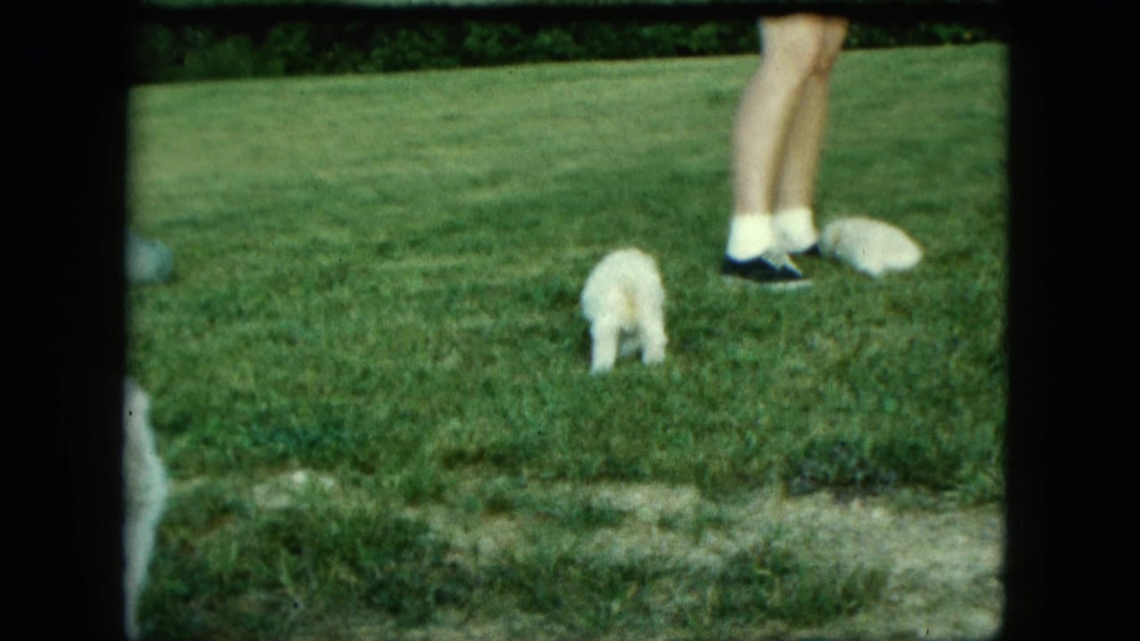 Small white puppy on a grassy lawn near an adult's lower legs and dark shoes.