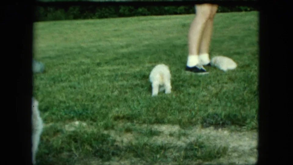 1963 Saint Paul home-movie frame showing a small white puppy on grass near an adult's legs, white socks, and dark shoes.