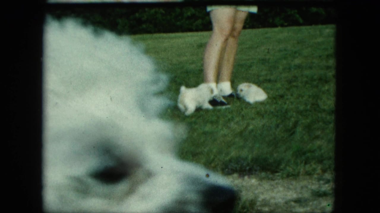 1963 Saint Paul backyard frame with a larger white dog near the lens while a small puppy stays by an adult's feet on the lawn.