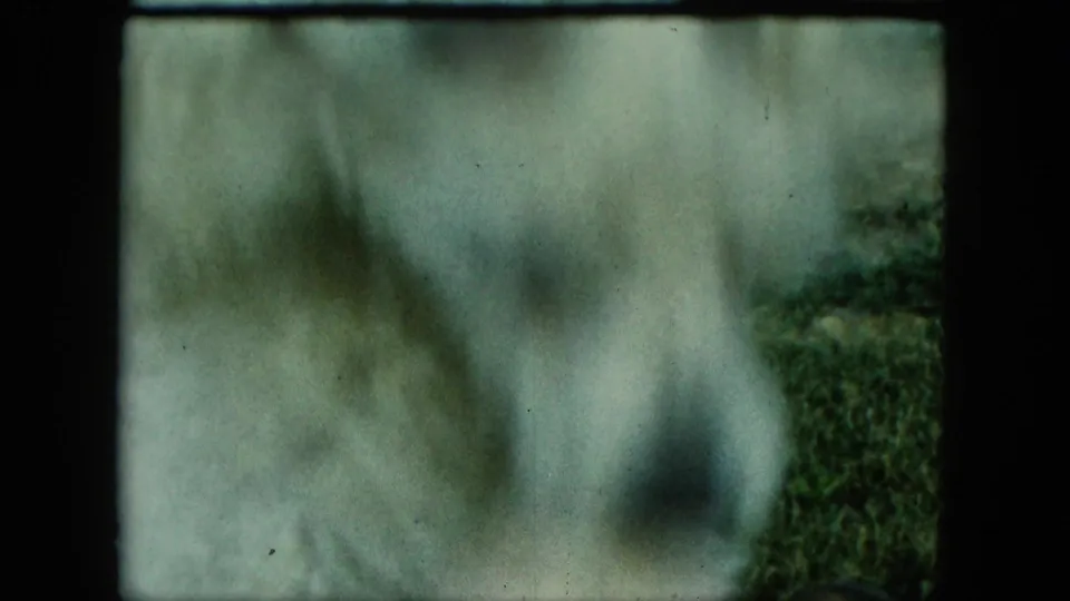 Soft 8mm frame from the Saint Paul backyard clip, with a white dog passing very close to the camera and grass visible at right.
