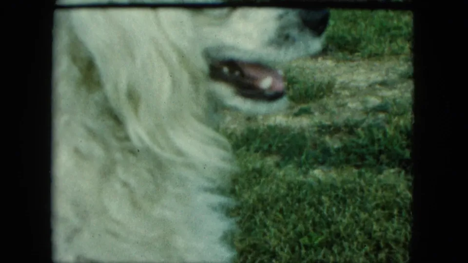 1963 Saint Paul home-movie frame showing a fluffy white dog in profile on grass, mouth open, filmed at close range.