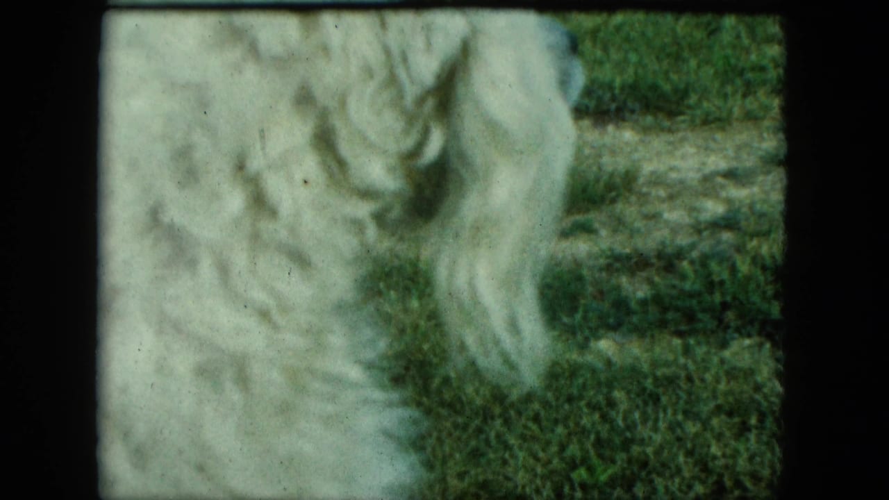 Close cropped white long-haired dog on grass, with part of the head out of frame.