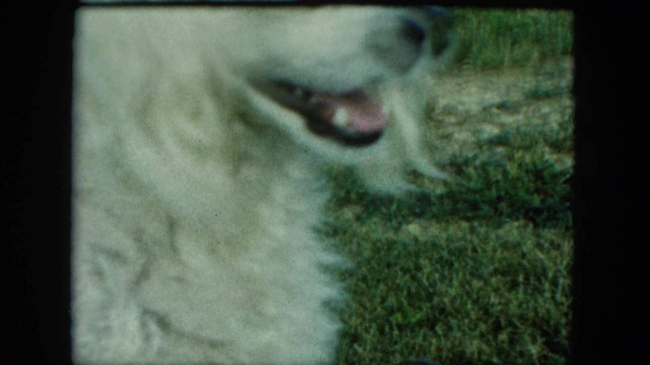 1963 Saint Paul home-movie frame showing the white dog in close-up, mouth open near the grass.