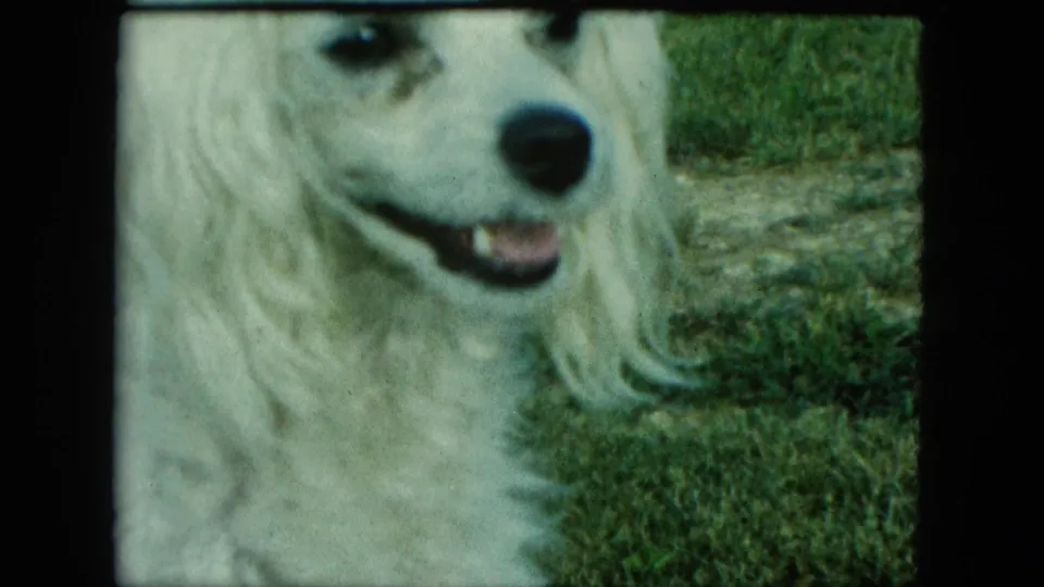1963 Saint Paul 8mm frame of a white fluffy dog facing toward the camera on grass.