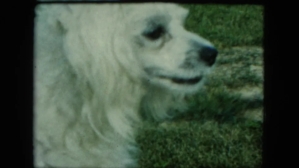 1963 Saint Paul home-movie frame of the white dog in side profile on a lawn.