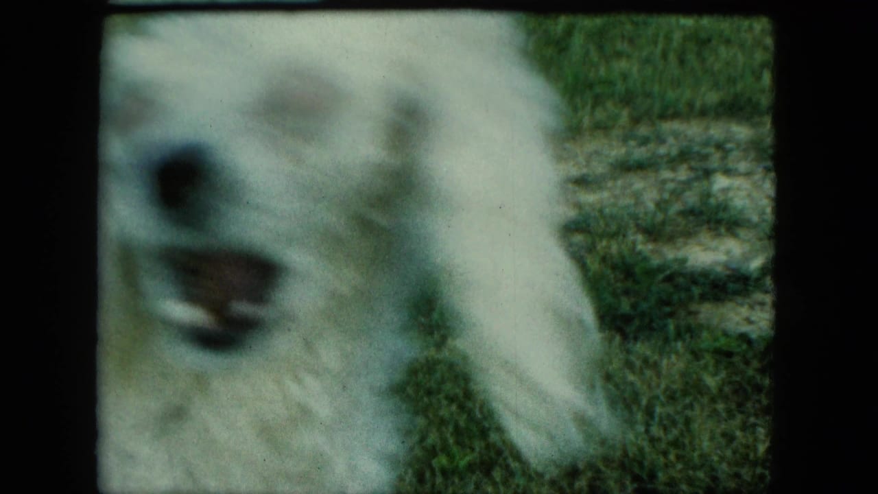 Close, soft-focus view of a fluffy white dog on a lawn.