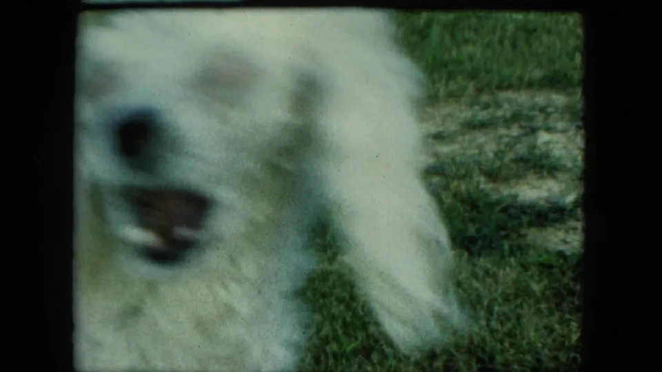 Close handheld 1963 Saint Paul home-movie frame of a fluffy white dog near grass and bare ground.