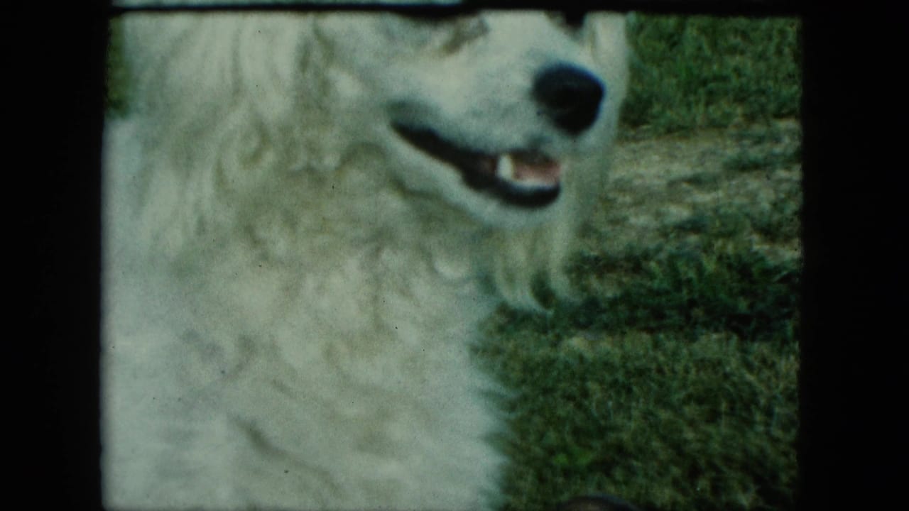 Close 8mm frame of a white dog, likely barking or panting, in a Saint Paul backyard setting.