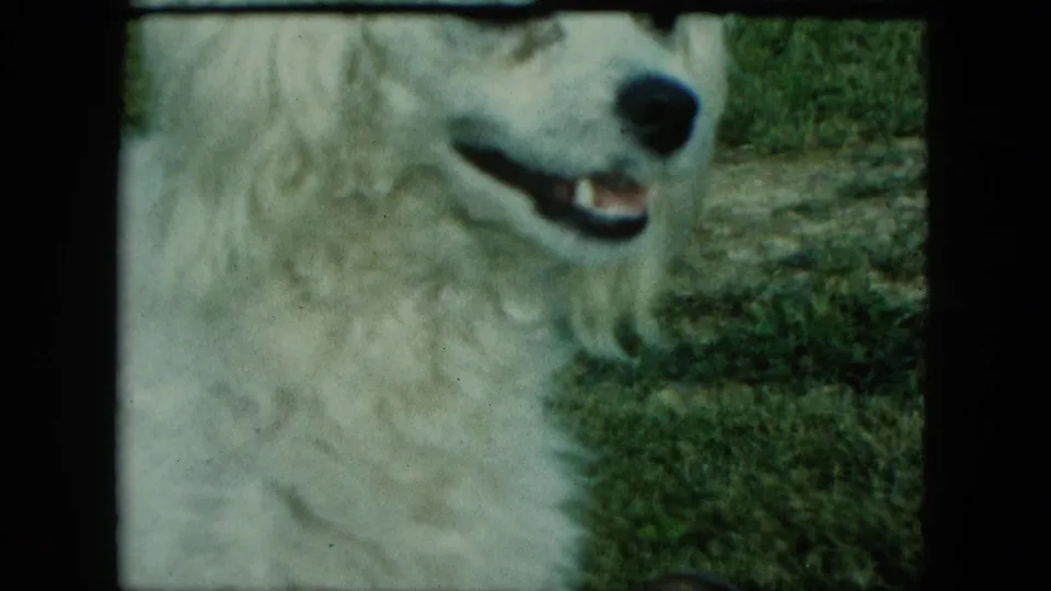 Close 8mm frame of a white dog, likely barking or panting, in a Saint Paul backyard setting.
