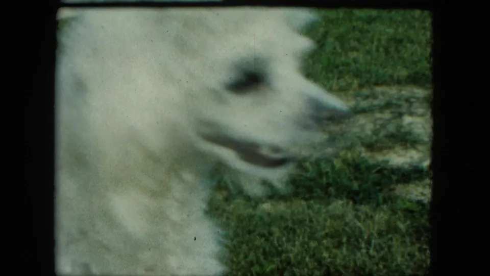 Soft-focus 1963 home-movie frame showing the white dog in profile on a patchy backyard lawn.