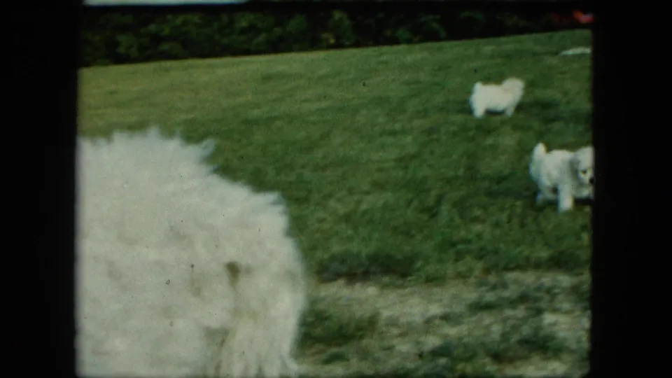 1963 Saint Paul backyard frame with the adult white dog close to camera and two small white puppies on the grass.