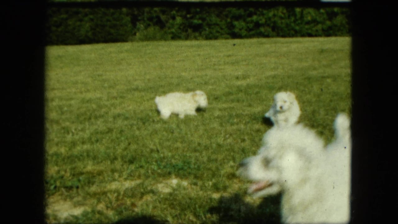 White puppies on a sunny lawn, with one larger white dog close to the camera.