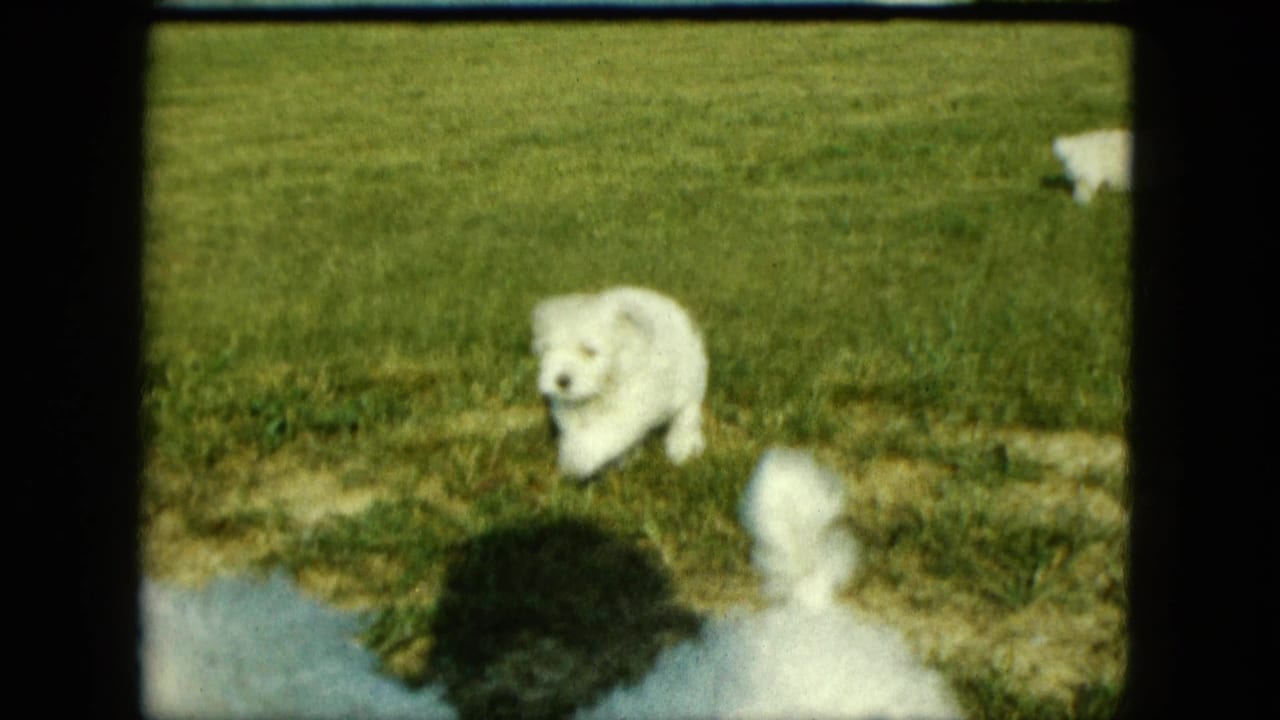 1963 Saint Paul 8mm frame with a white dog looking toward the camera on a bright lawn.