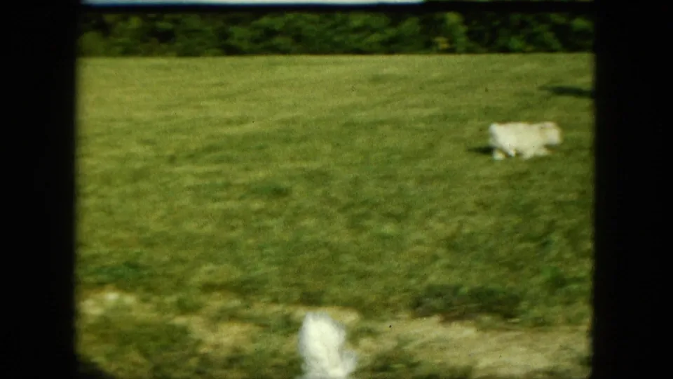 1963 Saint Paul home-movie frame showing a small white puppy moving across an open lawn.