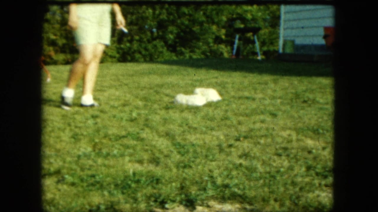 Person's legs on a lawn near a small white puppy resting in the grass.