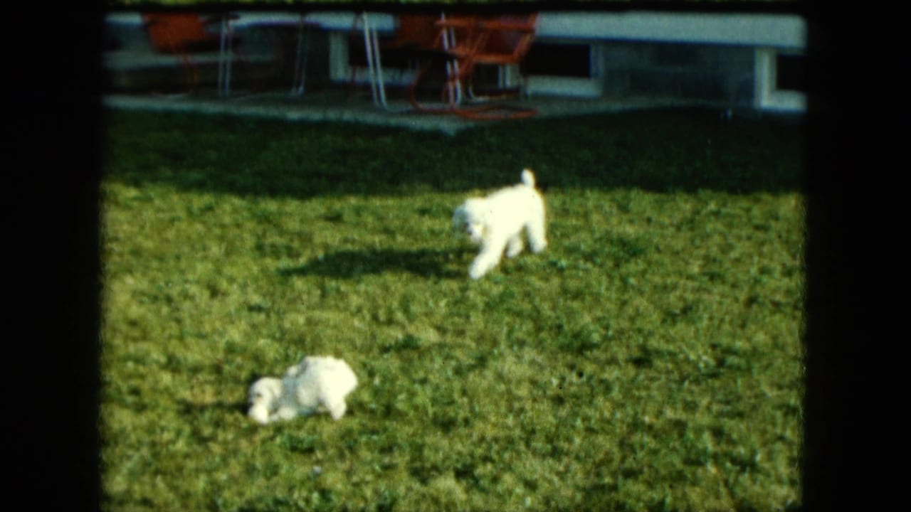 Two small white puppies move and rest on a grassy backyard lawn.