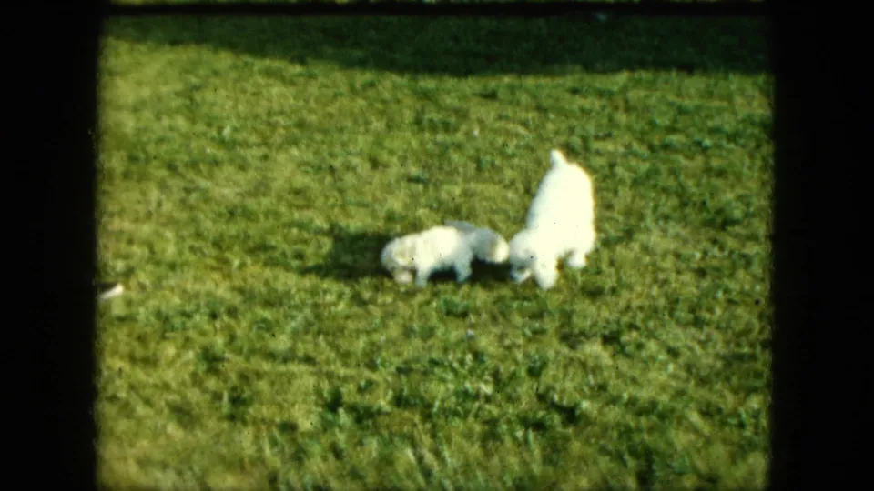In the 1963 Saint Paul backyard, a larger white dog and a small puppy investigate the lawn near a partly visible person.