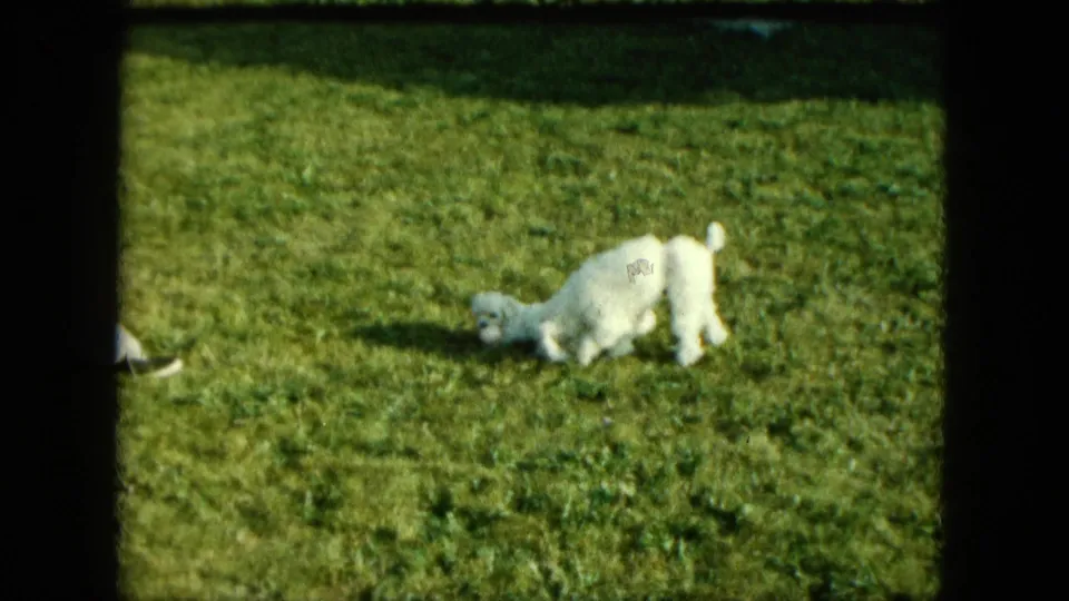 A larger white dog stands close to a small puppy on the sunlit lawn in this 1963 Saint Paul home-movie frame.
