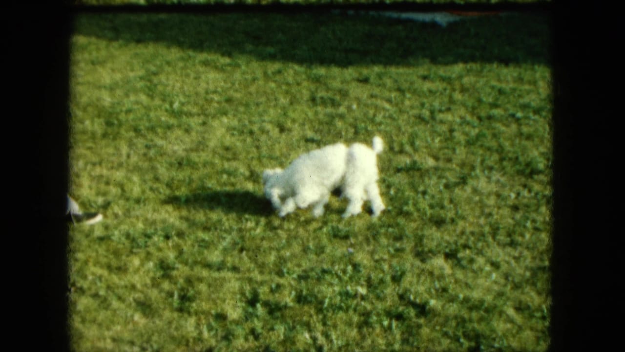 White poodle sniffing a sunlit grass lawn with dark frame edges.