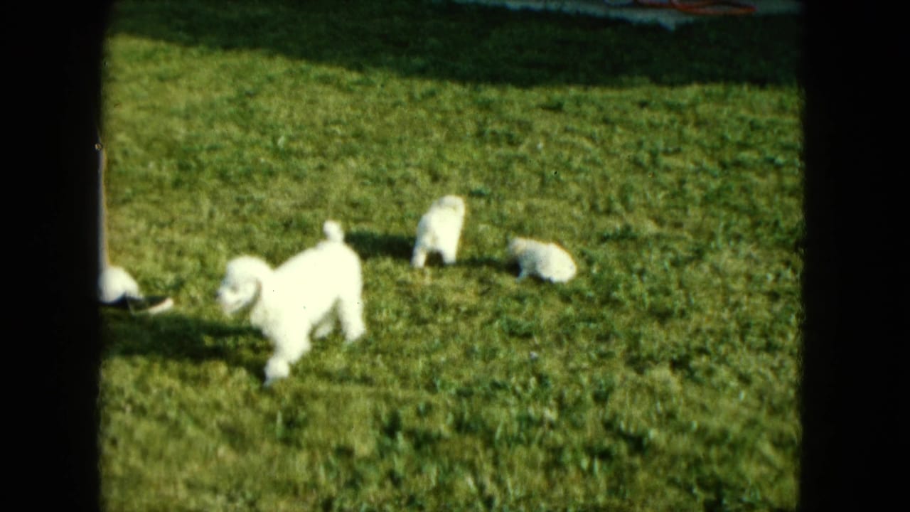 Three white poodles appear on a sunlit lawn in the Saint Paul home-movie scene, with a person's dark shoe partly visible at the left edge.