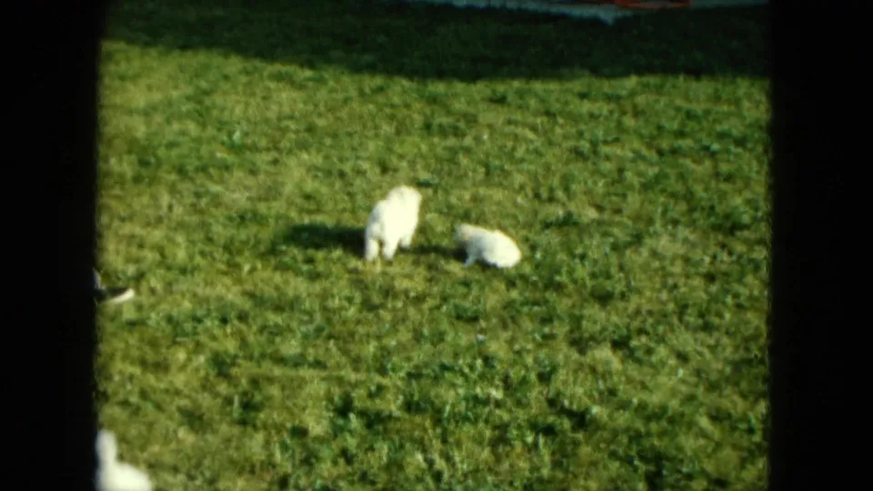 Two small white poodles sniff the lawn while a partial dark shoe enters the edge of this 1963 Saint Paul backyard home-movie frame.