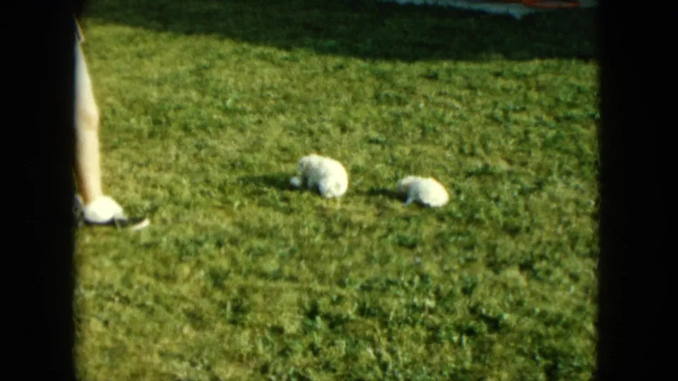 Two white poodles rest or sniff on a green lawn as a person's lower leg and dark shoe appear nearby in the 1963 Saint Paul home-movie frame.